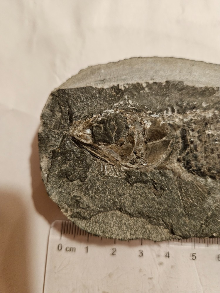 fish fossil concretion