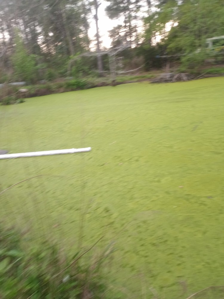 5 pounds, Duckweed- Super LARGE Quantity