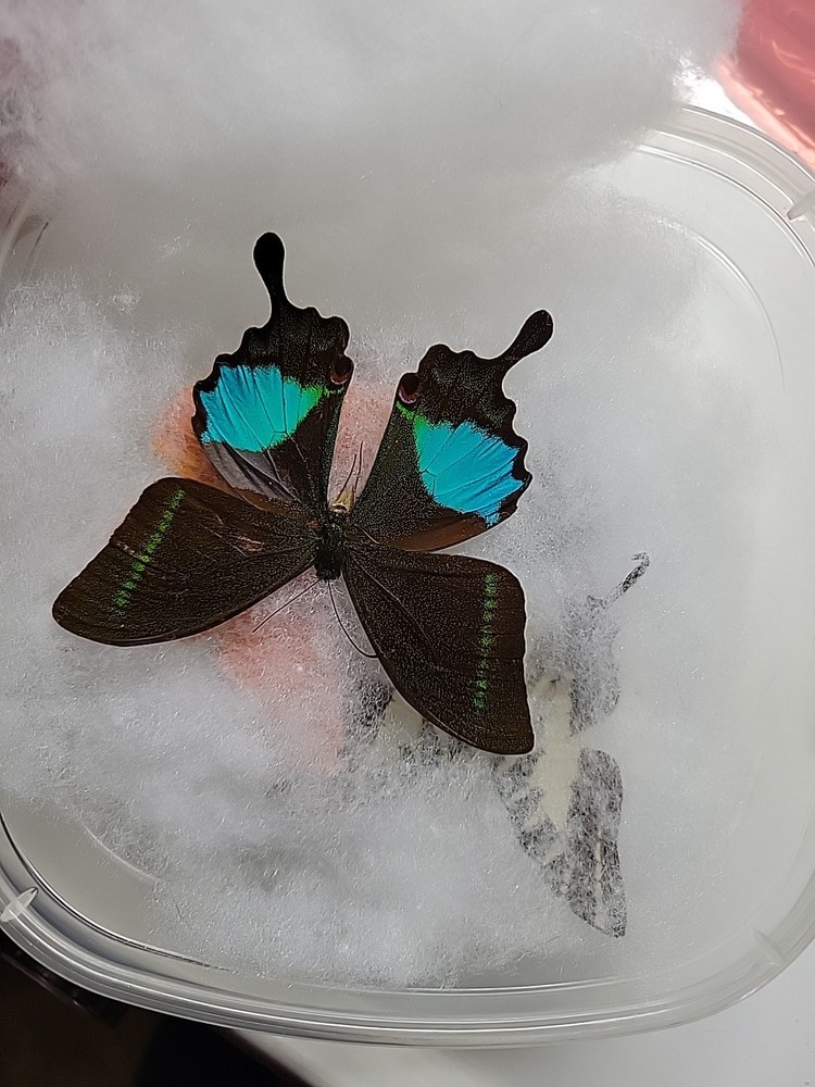 REAL BUTTERFLY COLLECTION MIXED  Lot 5