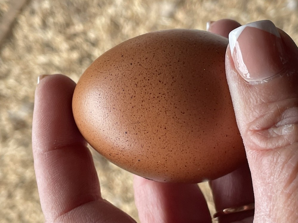 White Maran Hatching Eggs 12 + Eggs