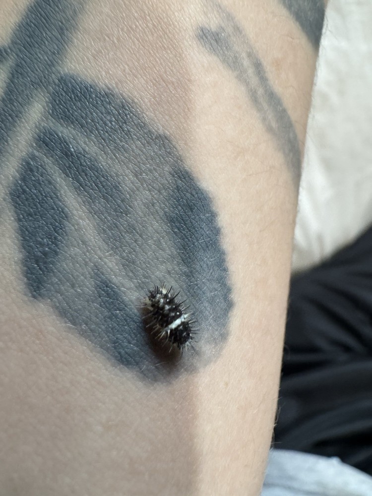 Panda Spiky Isopod LAG