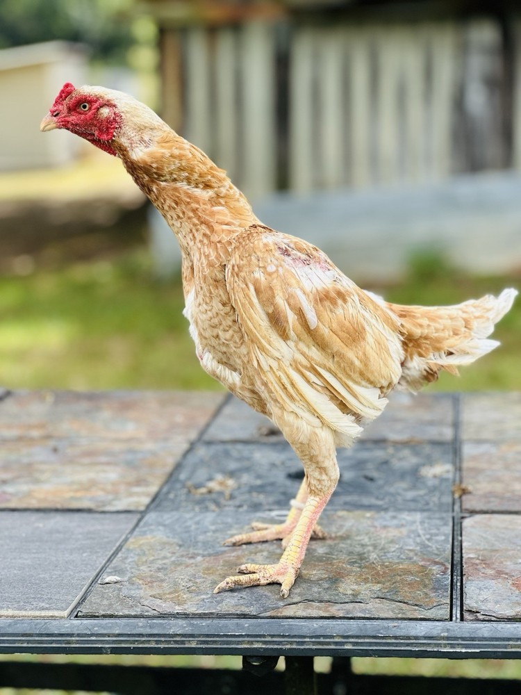 Thai Chicken Hatching eggs