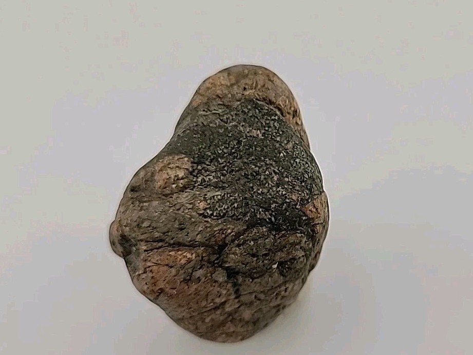 Real Permineralized Bird Egg Fossil