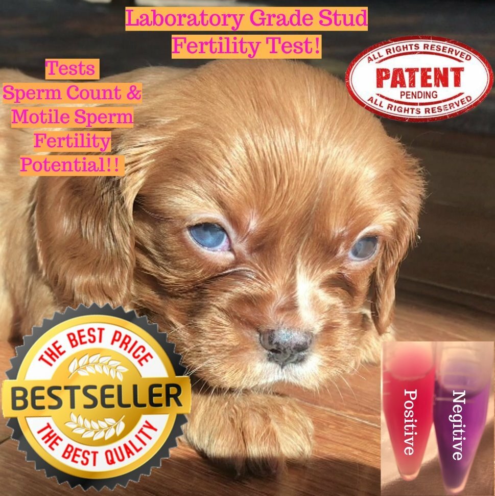 2 Canine stud dog 🔥fertility potential test 🌺- Ovulation testing @ home 💗