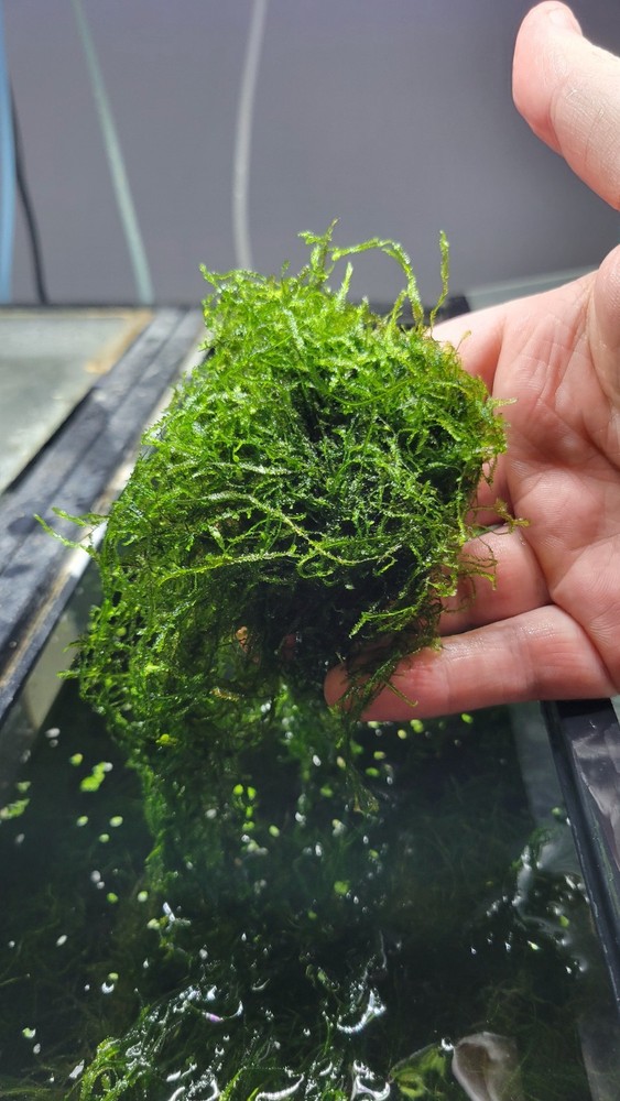 Java Moss (sandwich bag full, 4 oz)