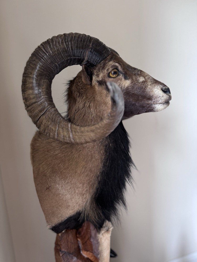 Ram Mount & leg Taxidermy