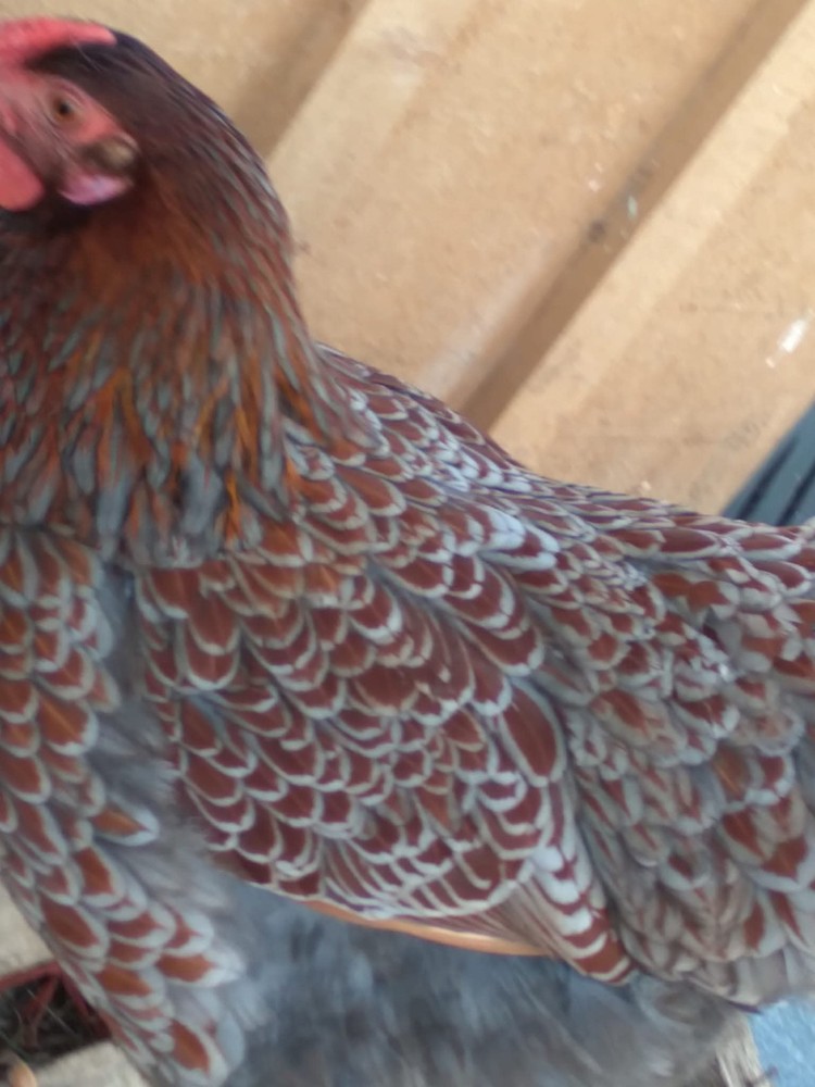 Blue Laced Red Wyandotte Hatching Eggs - 6 + Eggs