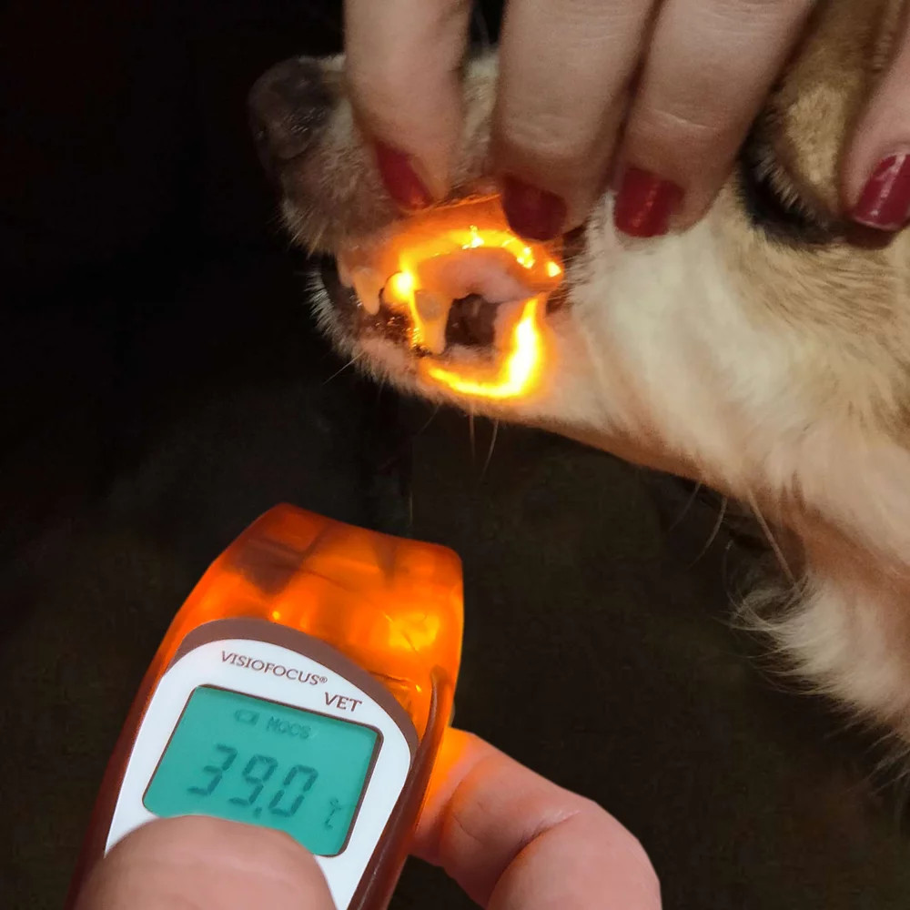VisioFocus VET thermometer
