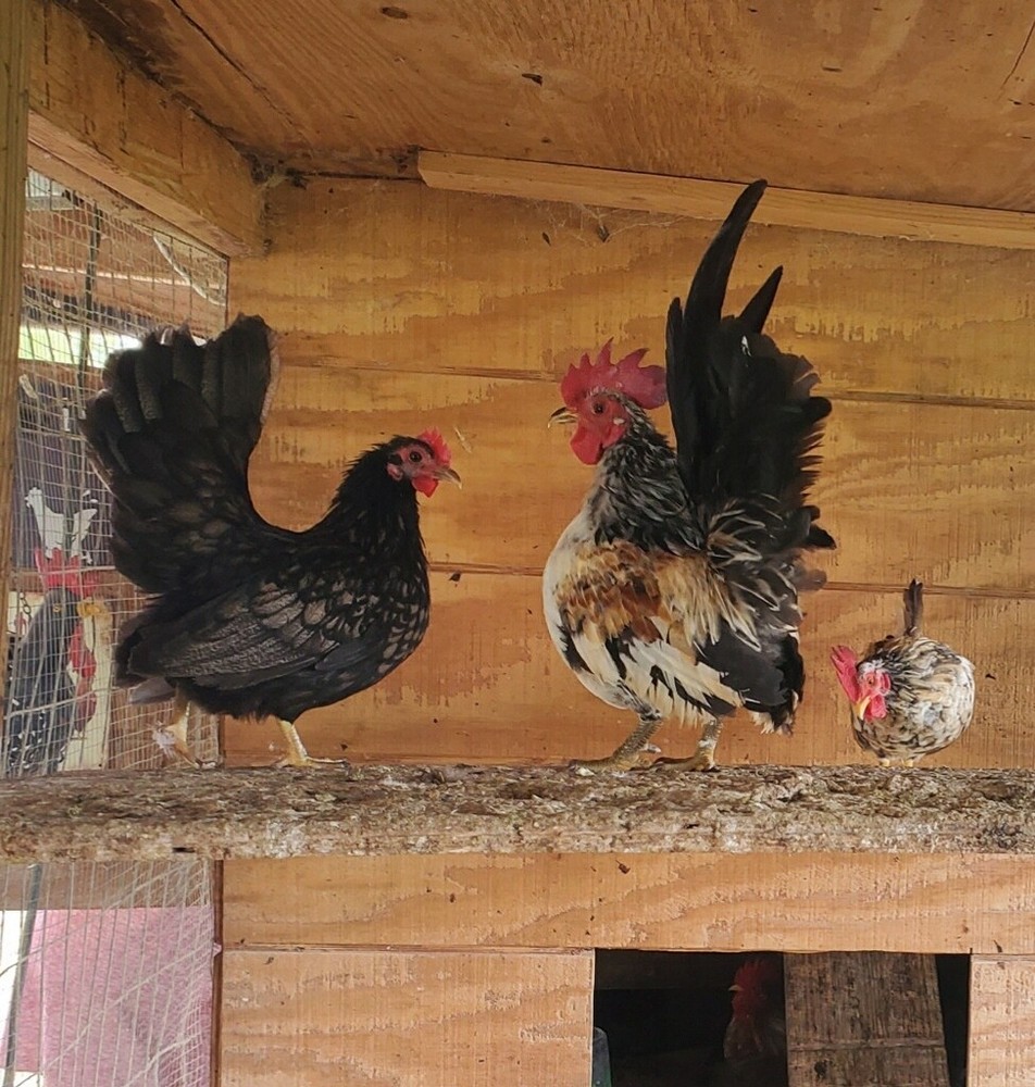 12 Clean Serama Hatching Eggs, Micro, A & B Types / Malay/Trad