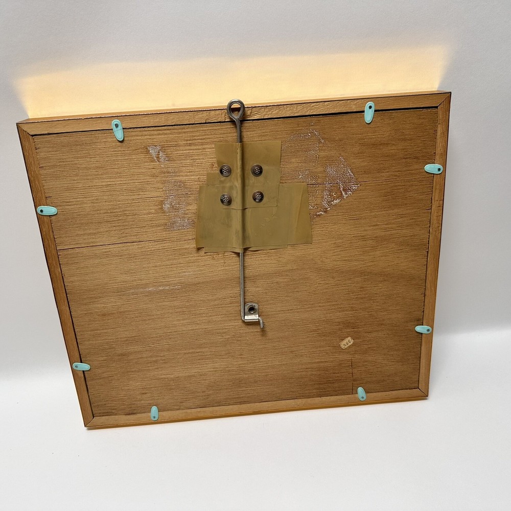 Rare Butterfly Specimen Display