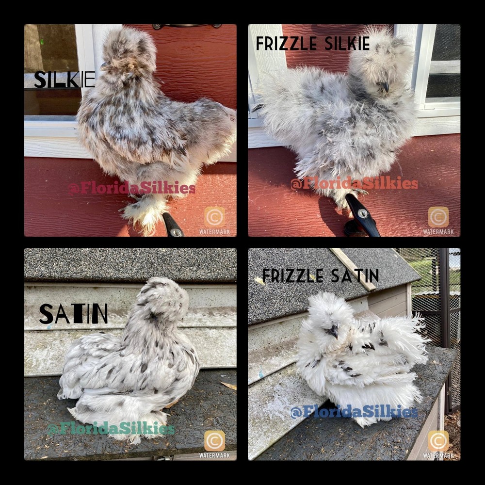 Silkie Hatching Eggs Assorted Colors (READ!) 4+