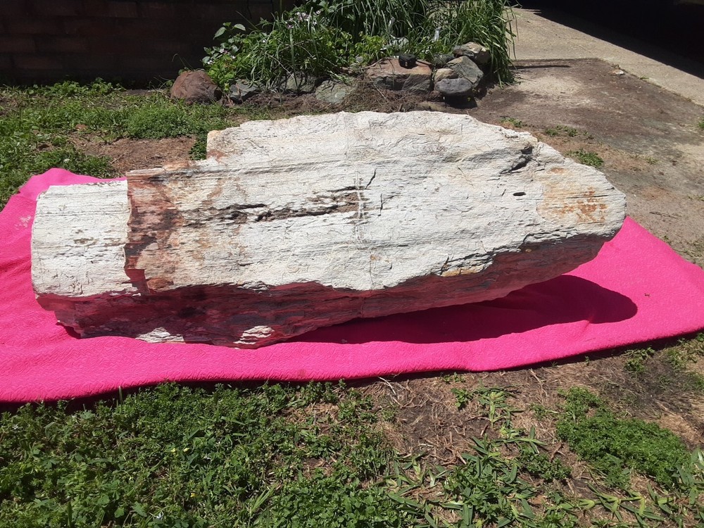 PETRIFIED LOG