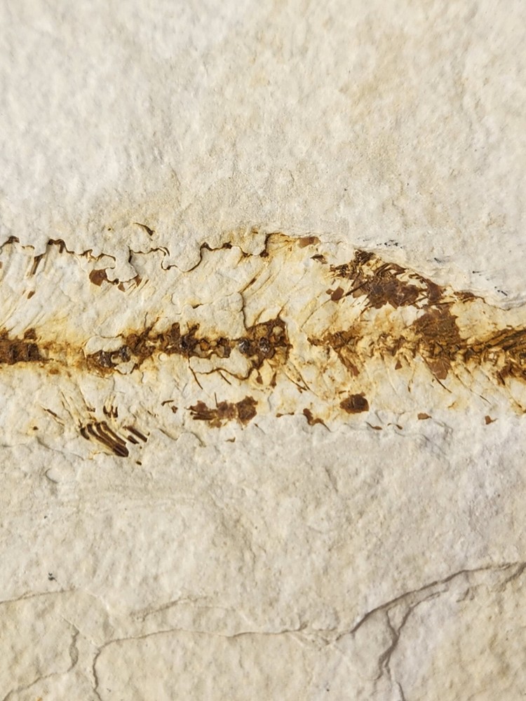 Knightia eocaena Fossil Fish - Green River Fm. - Split Fish Layer - WY