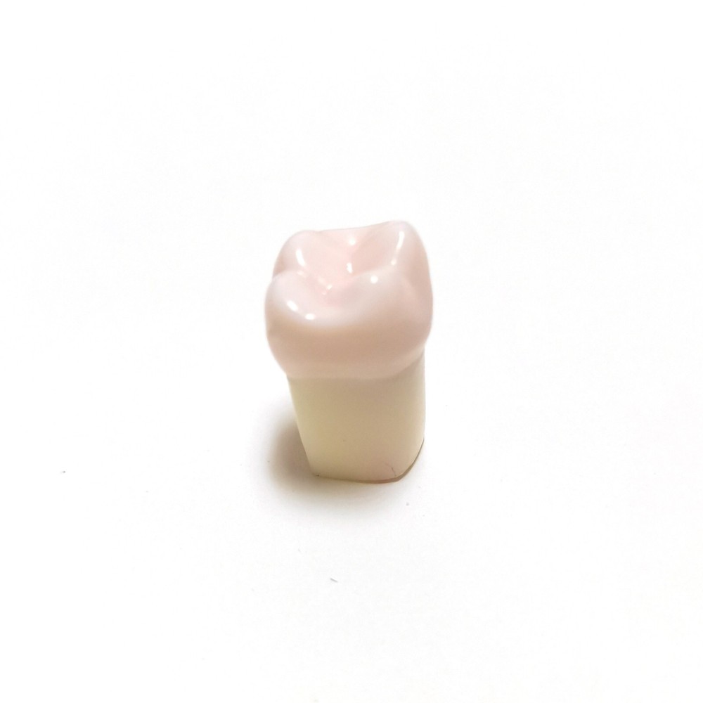 Dental Practice Teeth Model Endo Root Canal Pulp Cavity Medullary RCT Typodont