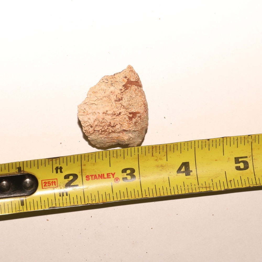 Dinosaur Vertebrae Process Predation Gnaw Bite - Hell Creek Formation Cretaceous