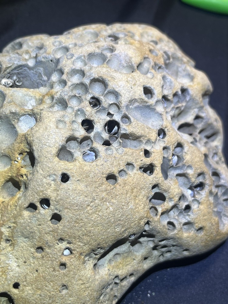 Fossil Shell Clam in Hag Stone Boulder -adder Rock-Omar Stone 2.6 Lbs