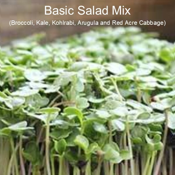 Microgreen Grow Kit - Basic Salad Mix