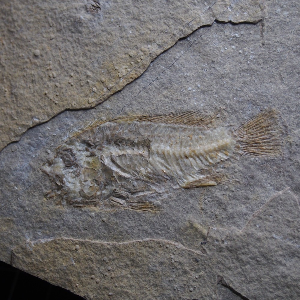 RARE fish perciforme cichlidae Libya Freshwater fish