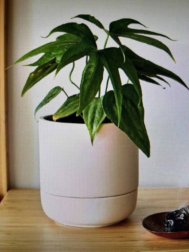 Bottom Self-Watering sub irrigation Ceramic white planter