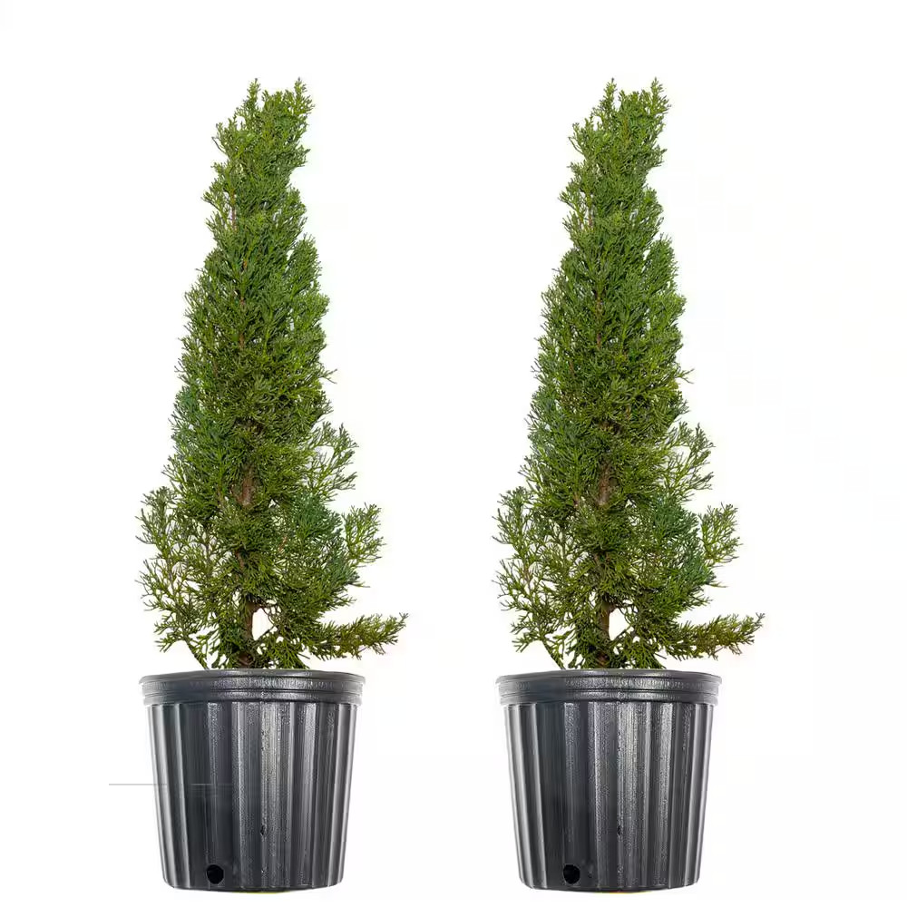 3 Ft. to 4 Ft. Italian Cypress Tree (2-Pack)