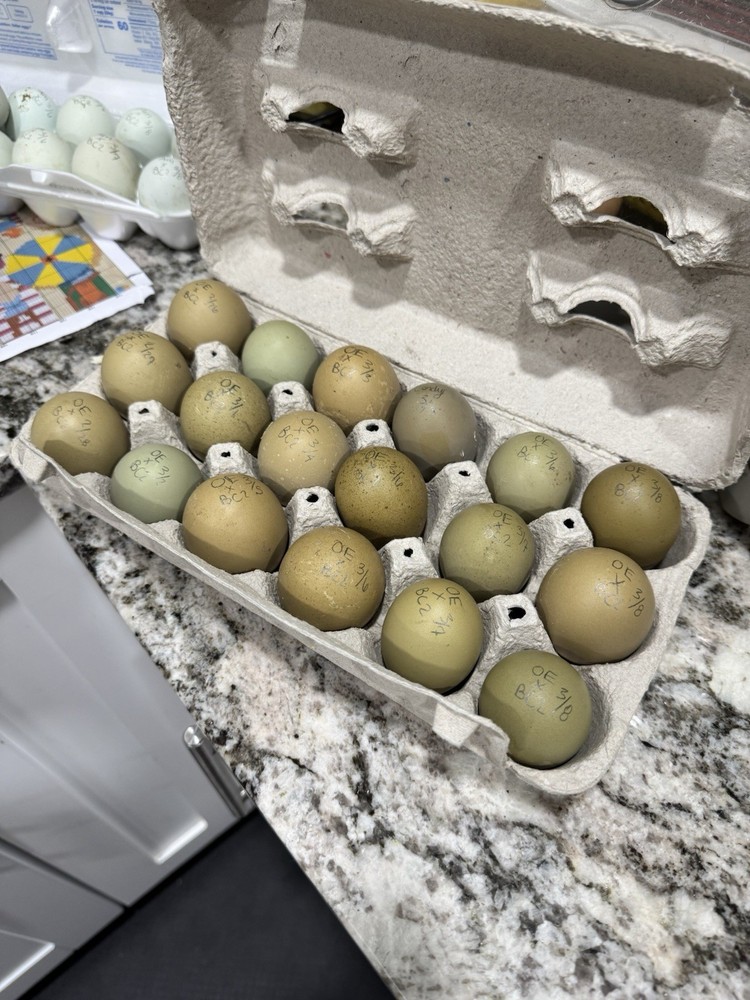 6+ Olive Hatching Chicken Eggs