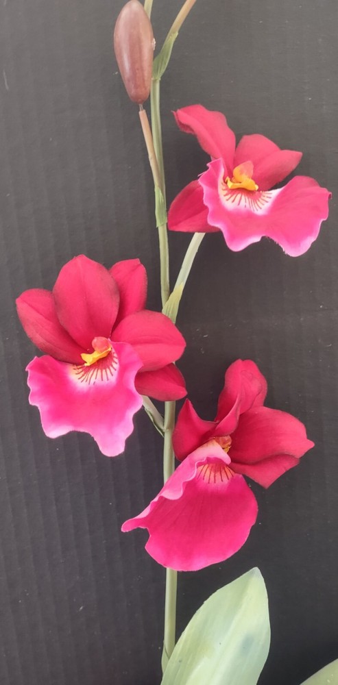 ARTIFICIAL miltoniopsis orchid plant FUCHSIA