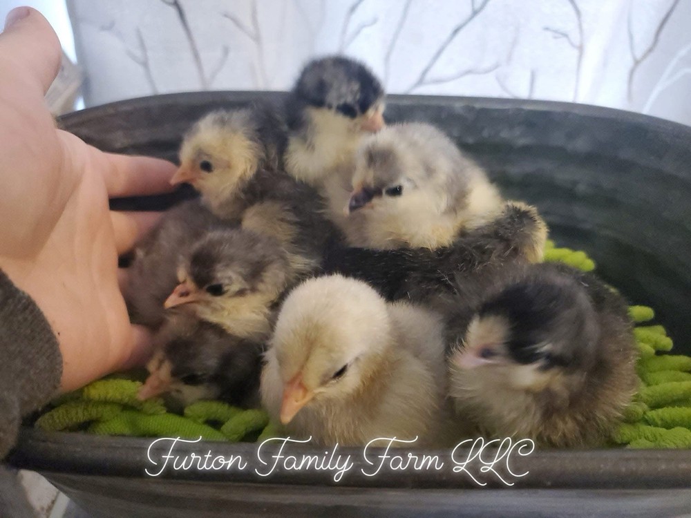 12+ Langshan Blue, Black, Splash Hatching Chicken Eggs