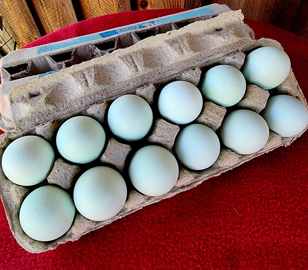 Cream Legbar Hatching Eggs 12+ NPIP Autosexing