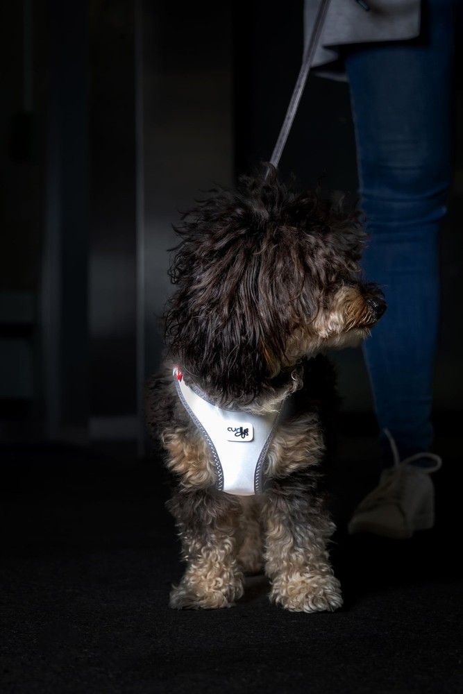Glow curli Clasp Vest Harness Reflective Gray 2XS