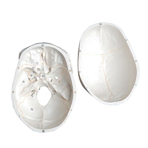 Detailed Life-Size Anatomical Skull Model - Ideal for Teaching & Reference