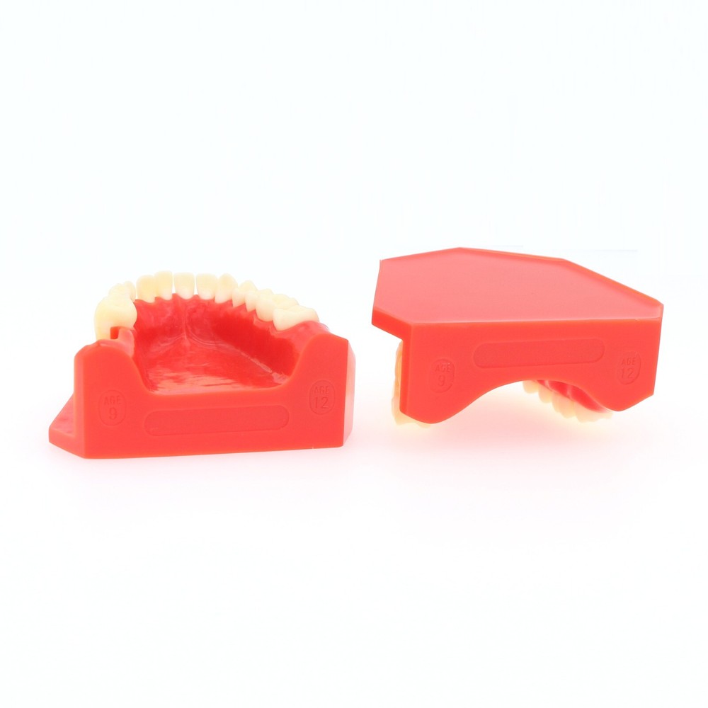 M7013 Teeth Permanent Tooth Dental Alternate Demonstration Study Teach Model