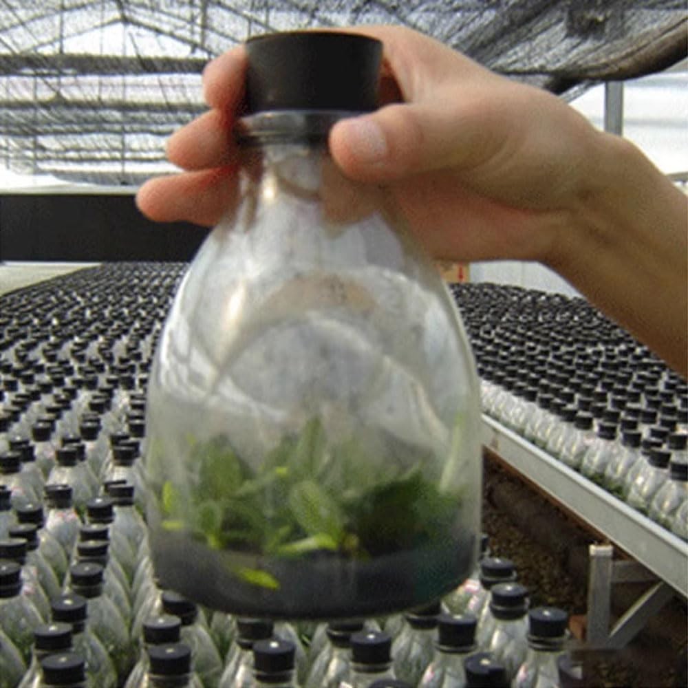 30Pcs Solid Rubber Stoppers 000# 8# Tapered Lab Bungs Solid Rubber Stoppers ...