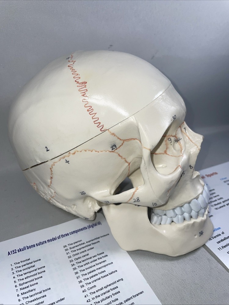 Human Skull Model Anatomical Teaching Skeleton Head Studying Life Size
