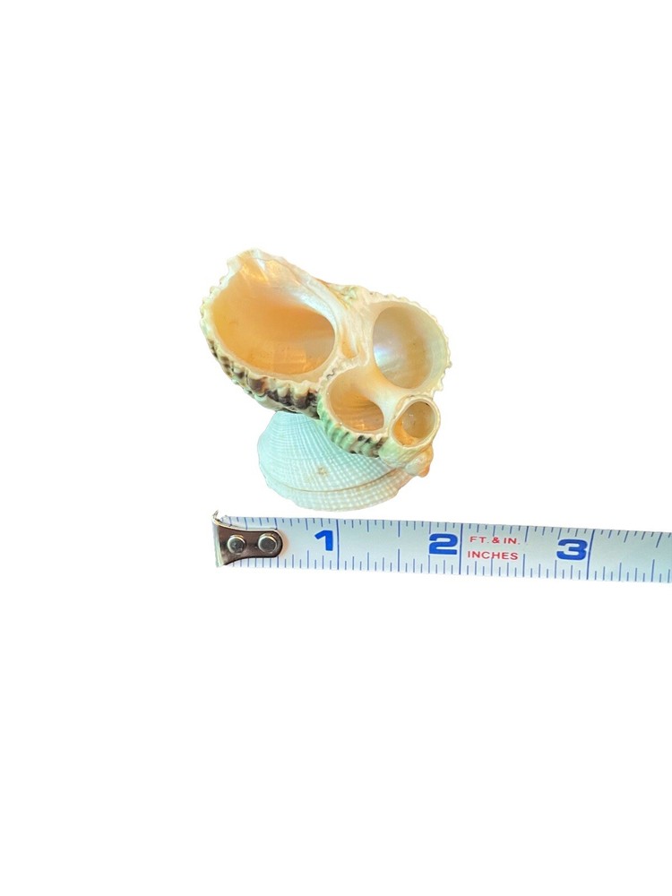Miniature Seashell Figurine Trinket