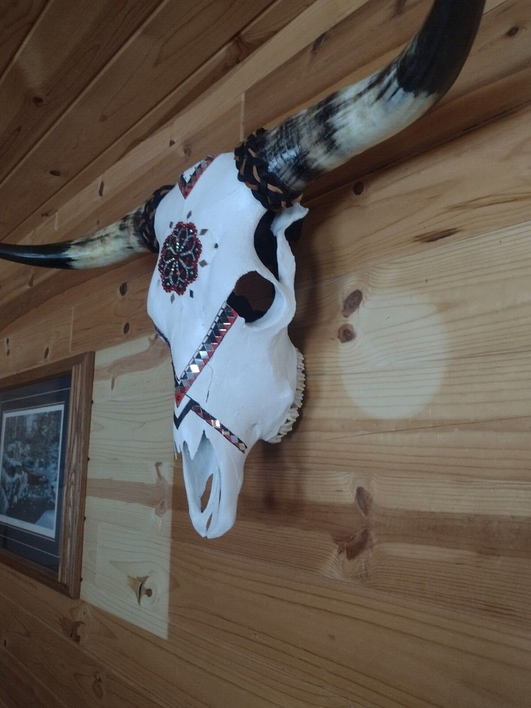 hand painted authentic highland steer skull