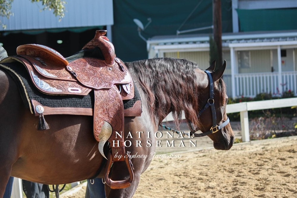 CHAMPION SHOW SADDLE ~ Super nice condition