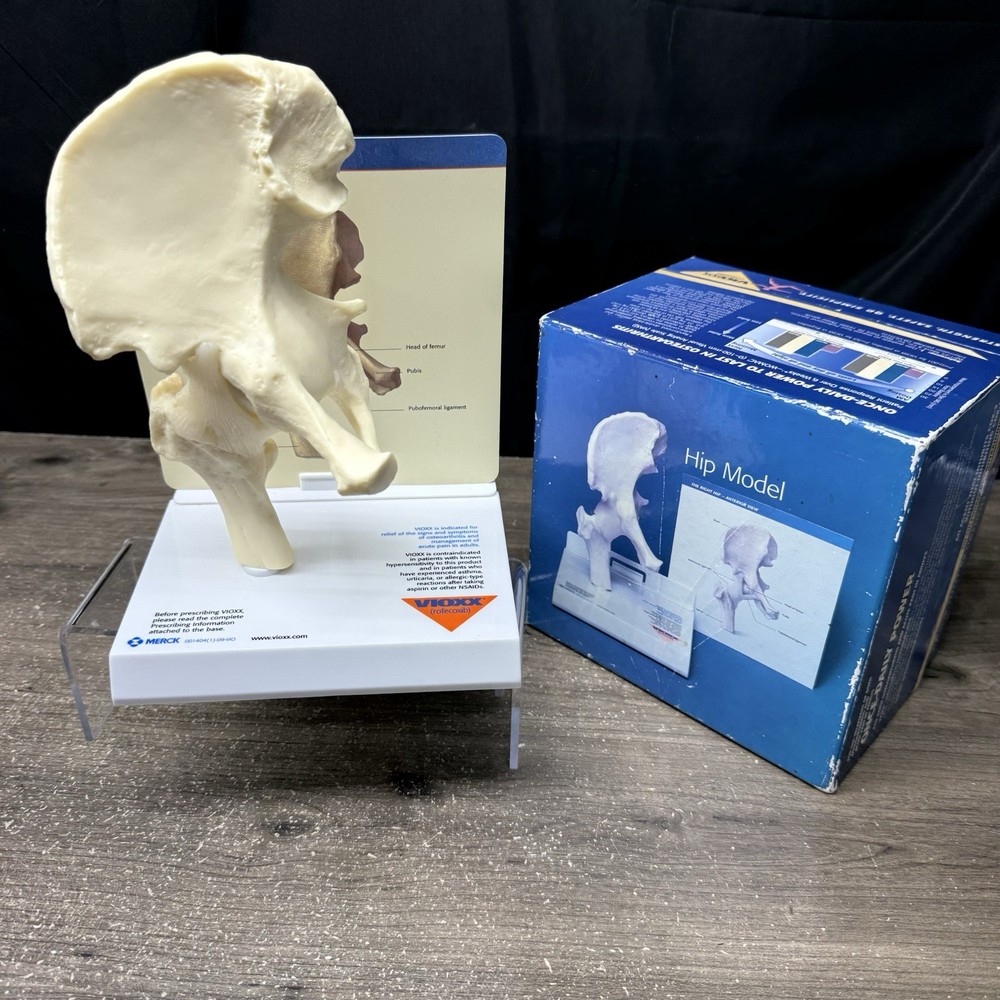 Merck Vioxx Hip Model Anatomic Hip Display Model Original Box