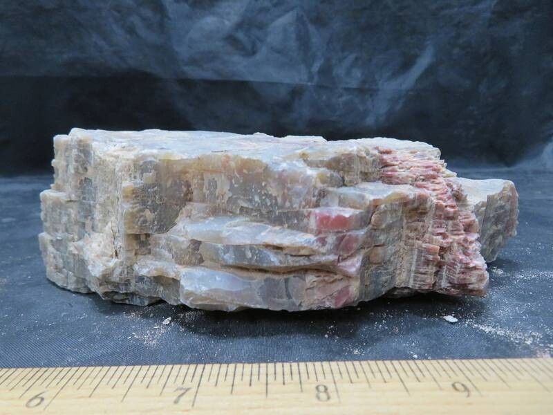 Petrified Wood 2 lbs & 3 ozs