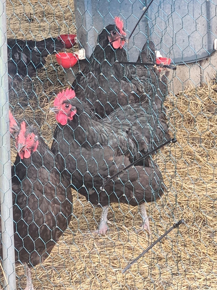 12 Black Austrolorp Hatching Eggs