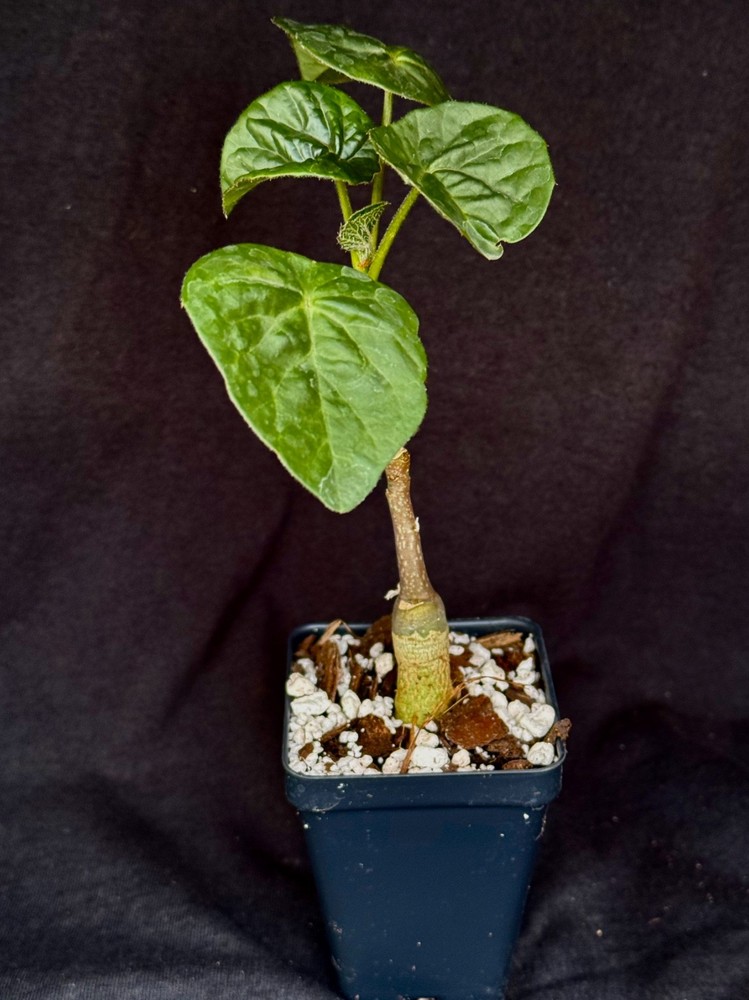 Adenia volkensii, caudiciform