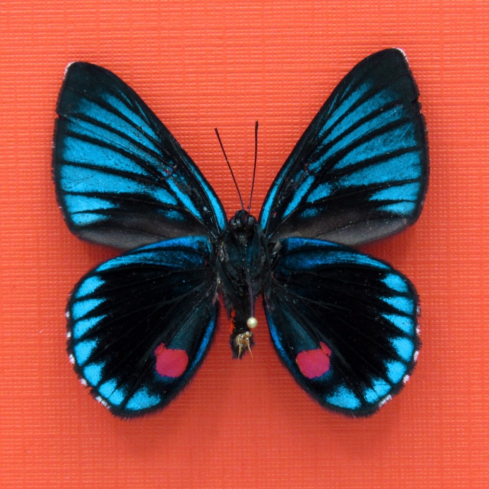 Real mounted butterfly - Necyria duellona - A1/A1-