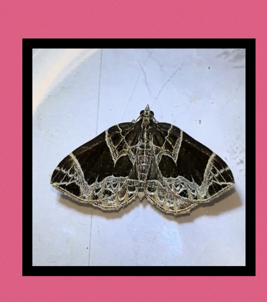 👒 Small Phoenix Moth Specimen~ Entomology
