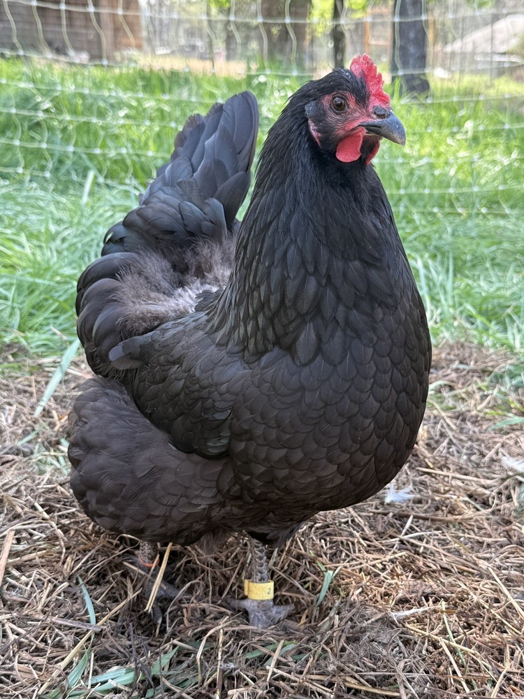 NPIP Certified Australorp Hatching Eggs 12+ 2