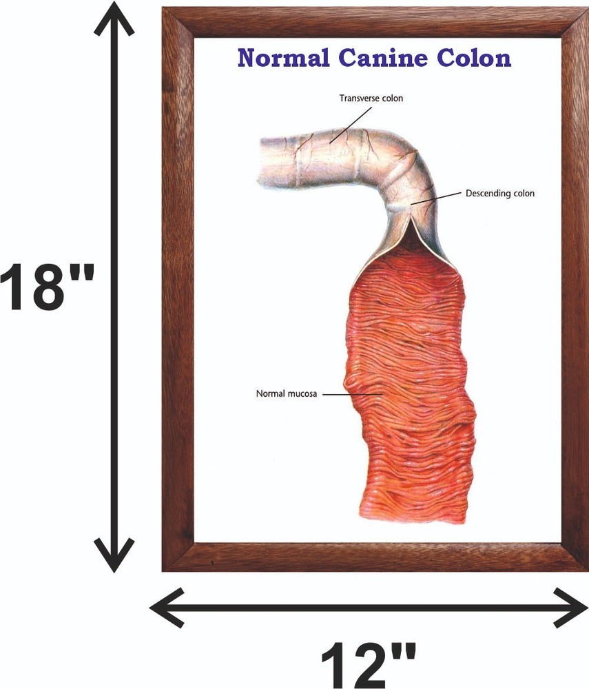 Normal Canine Colon Chart 12x18 inches
