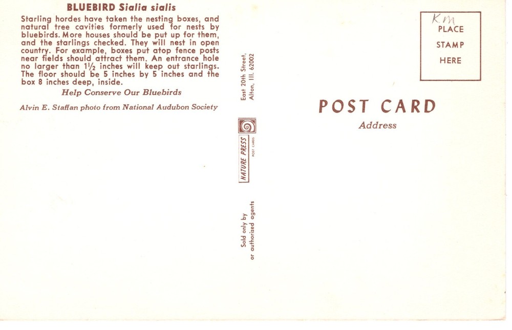 BLUEBIRD - PC5309