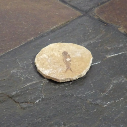 Stone Fish Fossil
