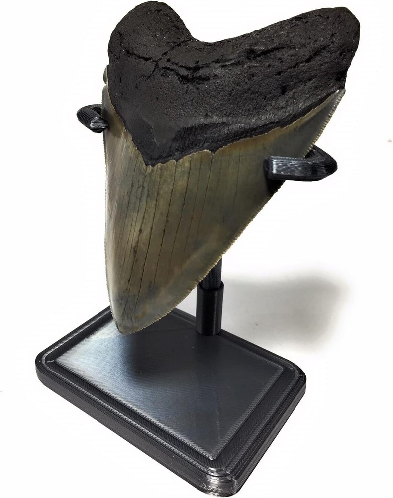 3D Printed Megalodon Shark Tooth Display Stand