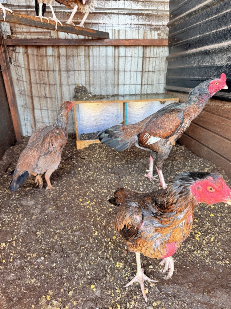 4Asil Pakistani Chicken Hatching eggs