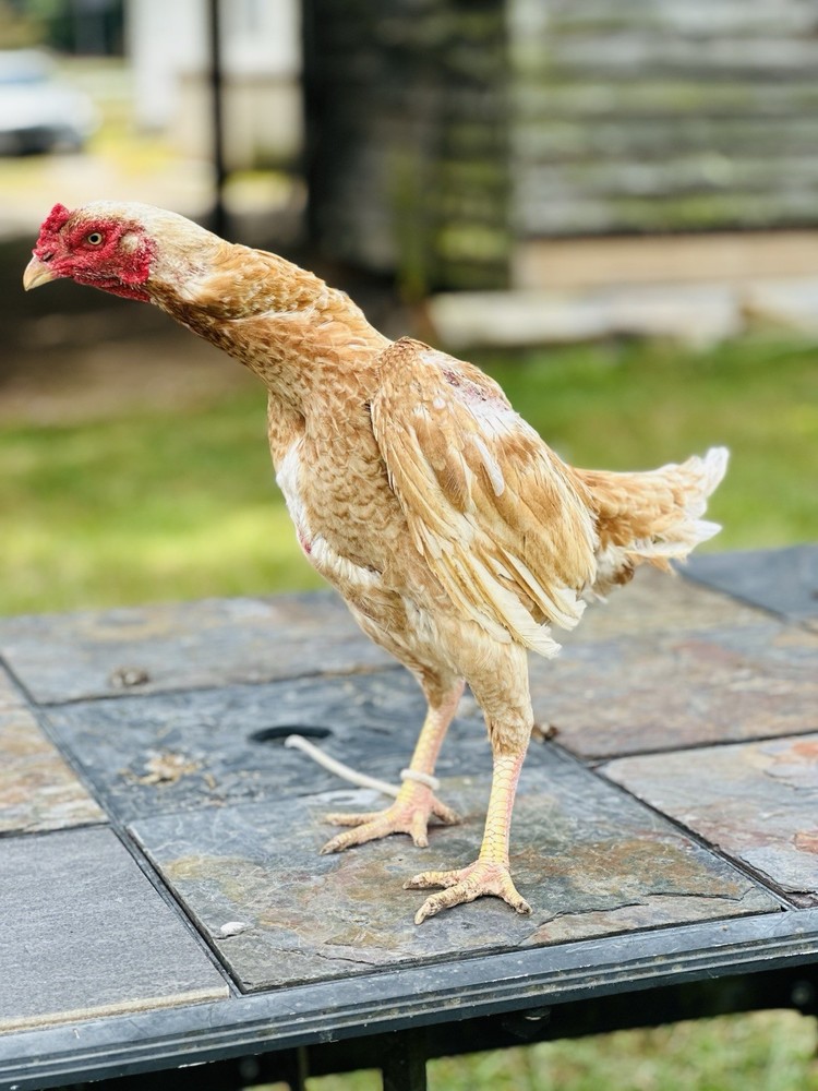 Thai Chicken Hatching eggs