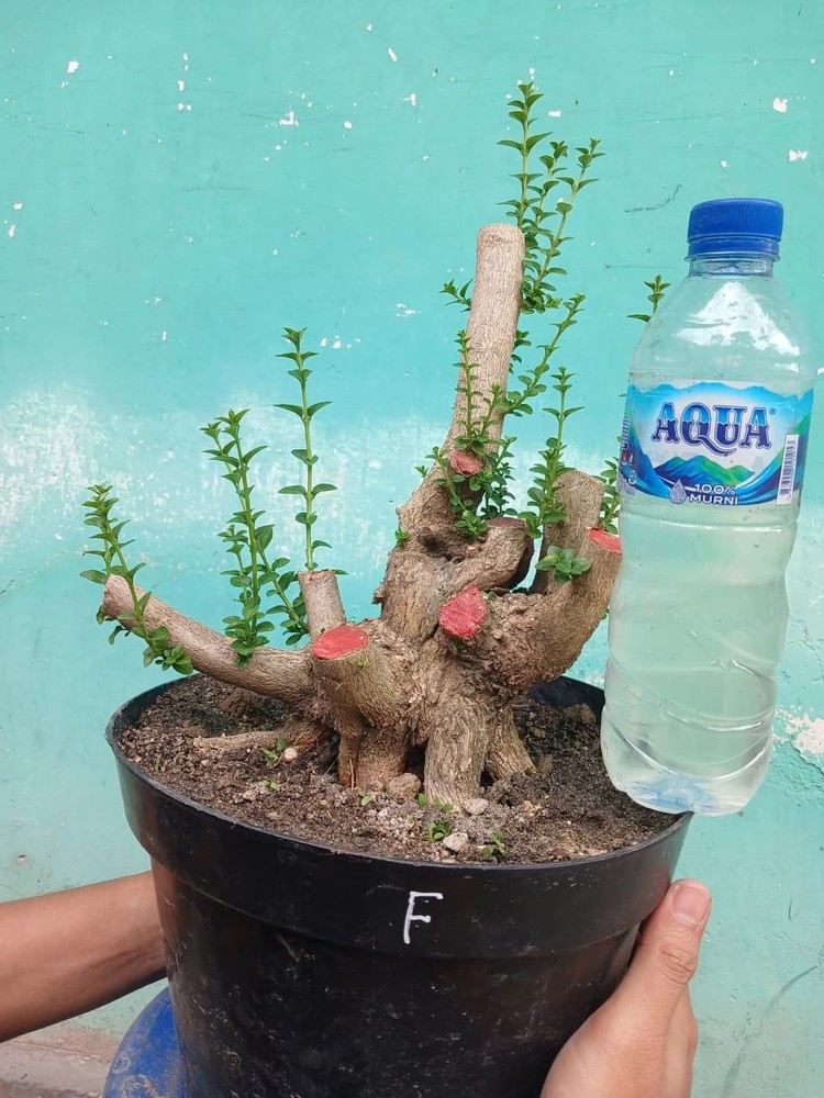 code 002 ✅ BONSAI materials PREMNA MICROPHYLLA || SMALL  (REAL PICT)